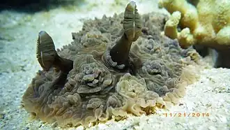 Dendrodoris tuberculosa