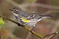 Paruline à croupion jaune.