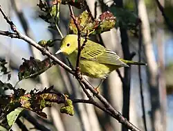Paruline jaune en Alaska.