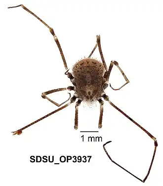 Description de l'image Dendrolasma dentipalpe Shear & Gruber, 1983 (SDSU OP3937).jpg.