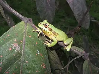 Description de l'image Dendropsophus labialis.jpg.