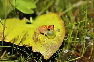 Description de l'image Dendropsophus minusculus.jpg.