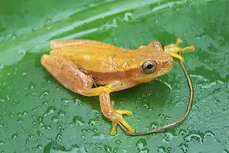 Description de l'image Dendropsophus robertmertensi01.jpeg.