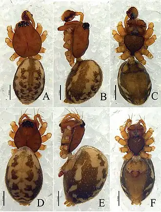 Description de l'image Denisiphantes denisi (10.3897-zookeys.1023.62025) Figure 7.jpg.