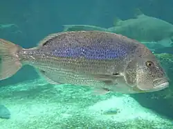 Denté (Dentex dentex)