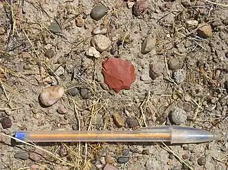 Denticulé in situ près de Puerto Deseado, en Argentine.