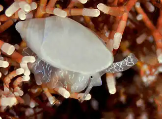 Dentimargo cf. pumila