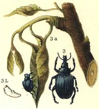 Description de cette image, également commentée ci-après