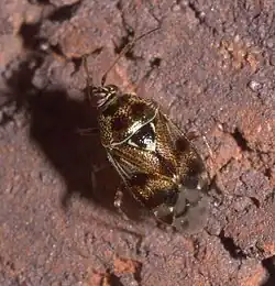 Deraeocoris nebulosus
