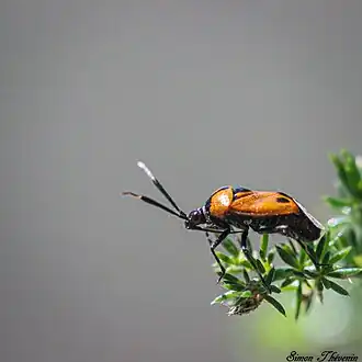 Description de cette image, également commentée ci-après