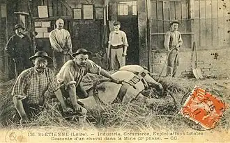 Préparation d'un cheval de trait pour sa descente dans une mine à Saint-Étienne, seconde phase
