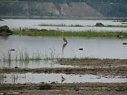 Battures, Ardea herodias. Grand héron. Great blue heron et Pluvier kildirs, chemin des Ancêtres