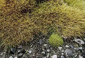 Canche et Sagine antarctique (Colobanthus quitensis).