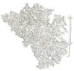 Dessin d'une feuille finement découpée