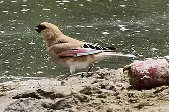 Description de cette image, également commentée ci-après