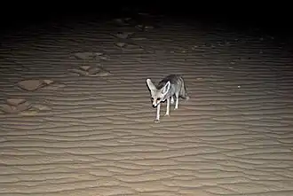 Renard famélique dans le désert en juillet 2011.