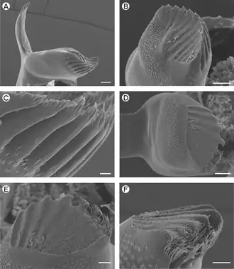 Description de l'image Desmocaris bisliniata (10.7717-peerj.846) Figure 6.png.