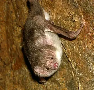 Une chauve-souris vampire du Pérou