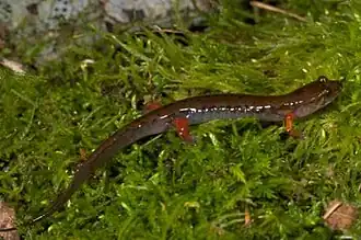 Description de l'image Desmognathus imitator.jpg.