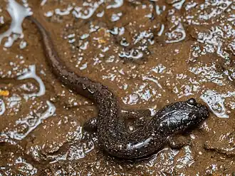 Description de l'image Desmognathus santeetlah 455564611.jpg.