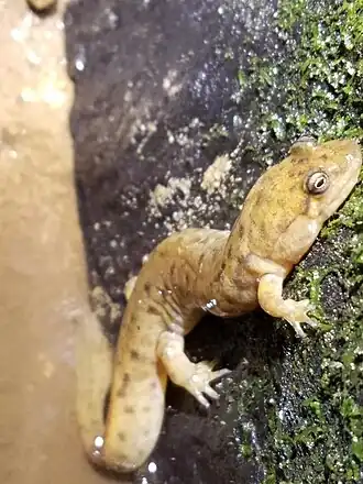 Description de l'image Desmognathus welteri 52370070.jpg.