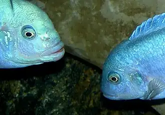 Mâle à gauche et femelle à droite.