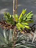Inflorescence.