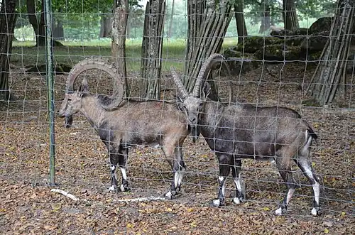 Les bouquetins de Nubie en 2015.