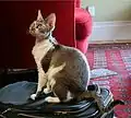 Devon rex brown tabby.