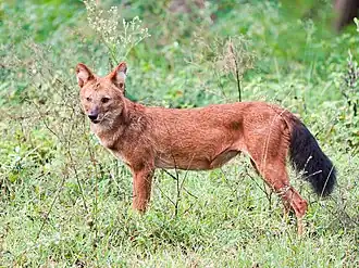 Description de l'image Dhole Standing Mudumalai Sep22 A7C 02779.jpg.
