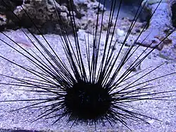 Spécimen du London Aquarium.