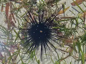 Diadema setosum (Diadematoida).