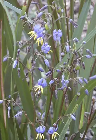 Description de l'image Dianella caerulea flowers.jpg.