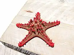 Spécimen sorti de l'eau.