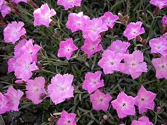 Description de l'image Dianthus gratianopolitanus ' la Bourboule' 2.JPG.