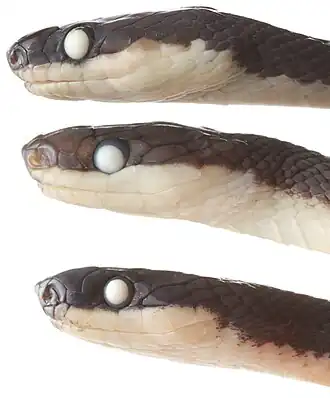 Description de l'image Diaphorolepidine species2.jpg.