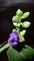 Fleur de Dichorisandra hexandra