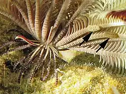 Articulations (et symbiotes)