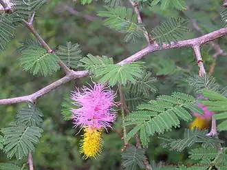 Description de l'image Dichrostachys cinerea (L.) Wight & Arn.jpg.