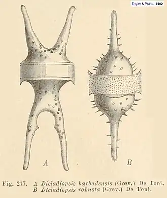 Description de l'image Dicladiopsis in Engler & Prantl 1900.jpg.