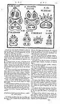 2. Empreintes de pattes d'animaux.