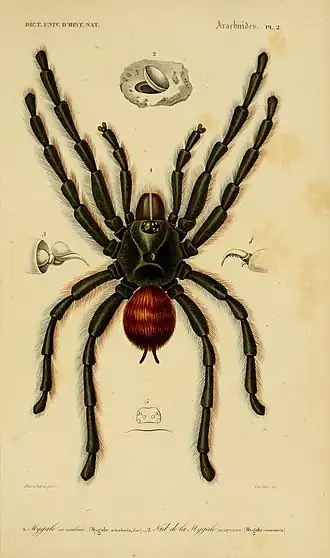 Description de l'image Dictionnaire universel d'histoire naturelle (Arachnides Pl. 2) (6436285611).jpg.