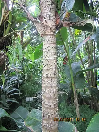 Description de l'image Dictyocaryum Lamarckianum.jpg.