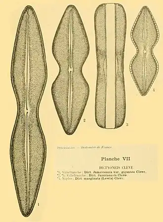 Description de l'image Dictyoneis Cleve in Péragallo 1851.jpg.
