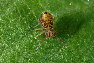 Description de cette image, également commentée ci-après