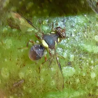 Description de cette image, également commentée ci-après