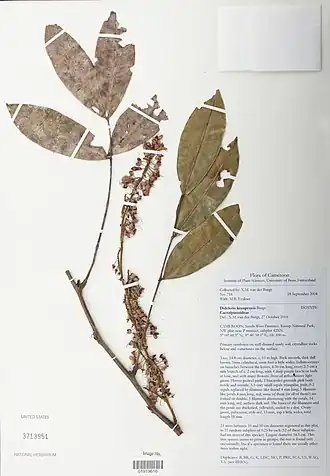 Didelotia korupensis.