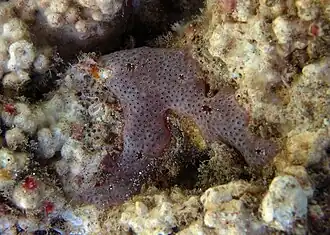 Des ascidies de la famille des Didemnidae?