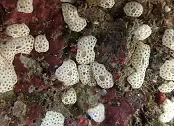 Didemnum cf. conchyliatum