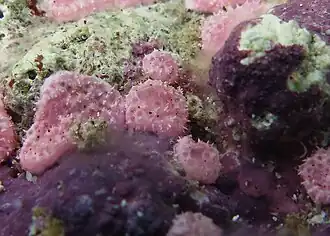 Didemnum cuculiferum